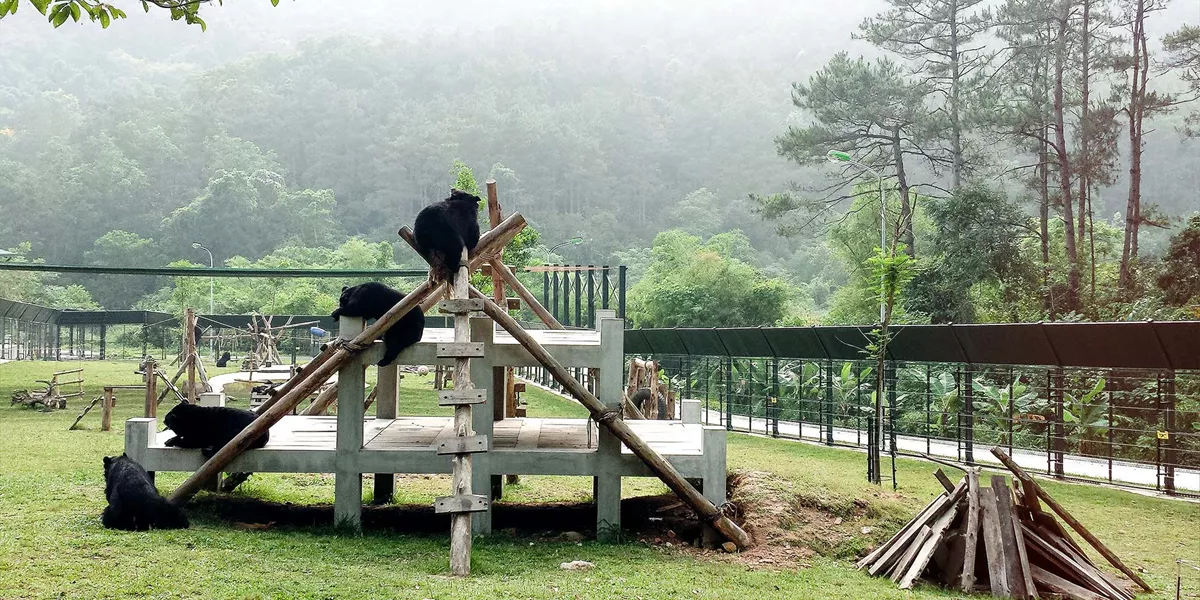 rehabilitated bears