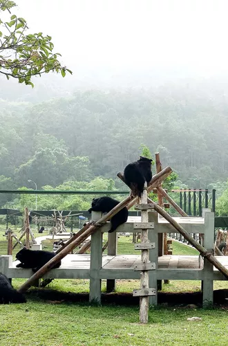 rehabilitated bears
