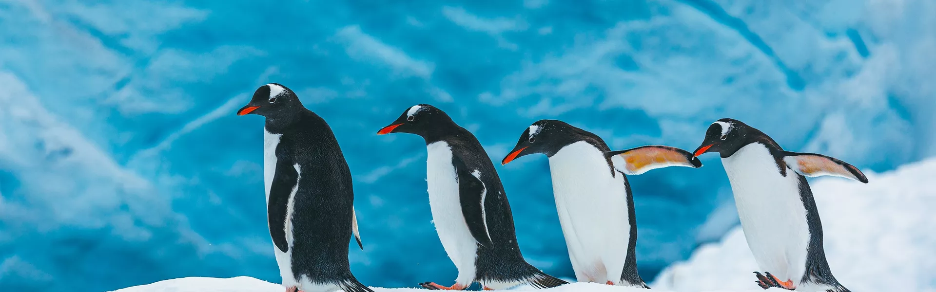 Four Gentoo penguins walk along a snow bank