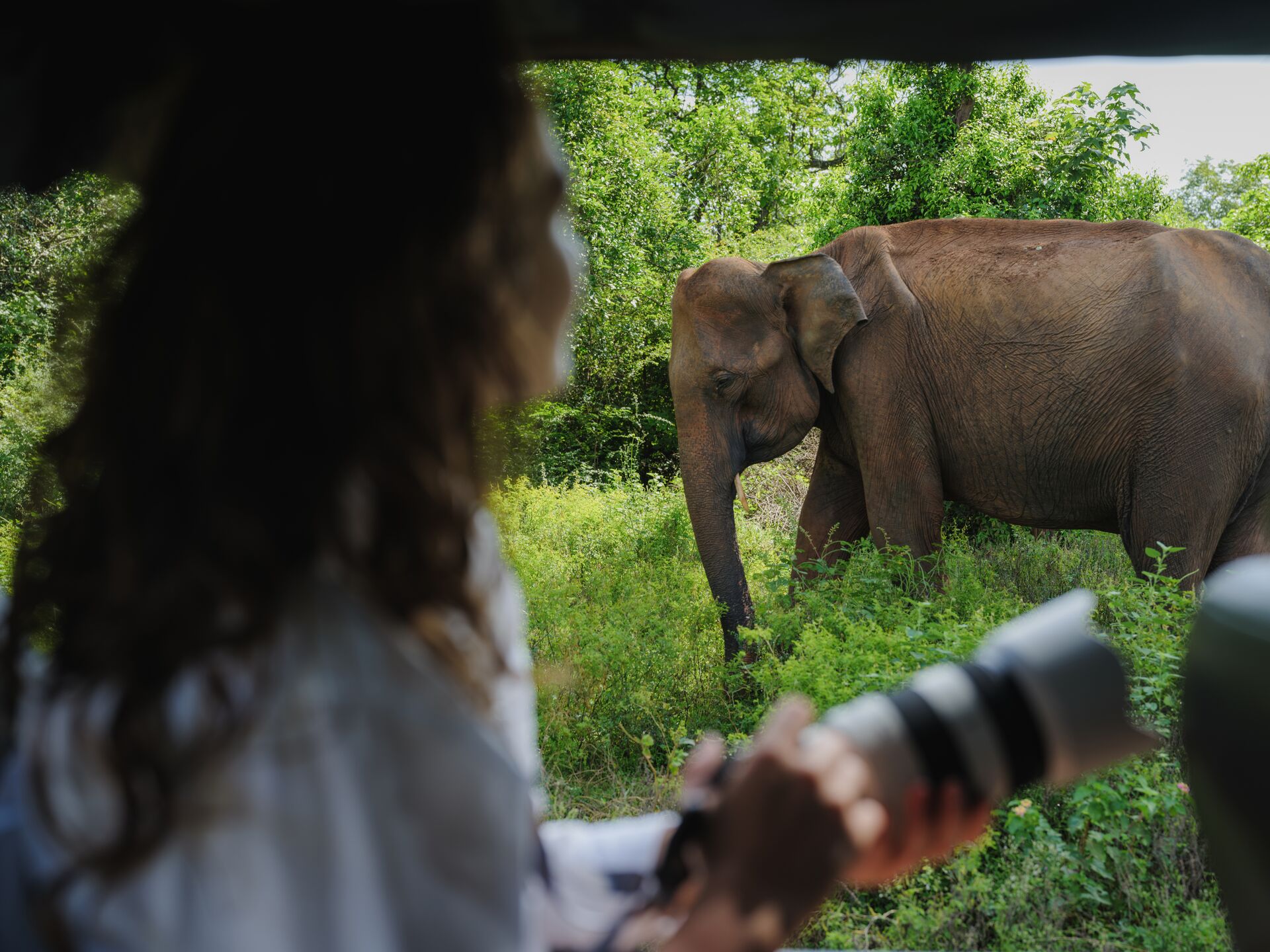  Elephant From The View Of Someone In A Safari Vehicle