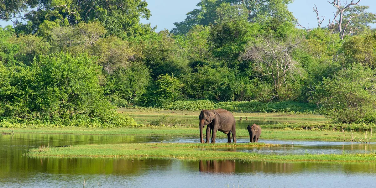 Mother And Baby Elephant