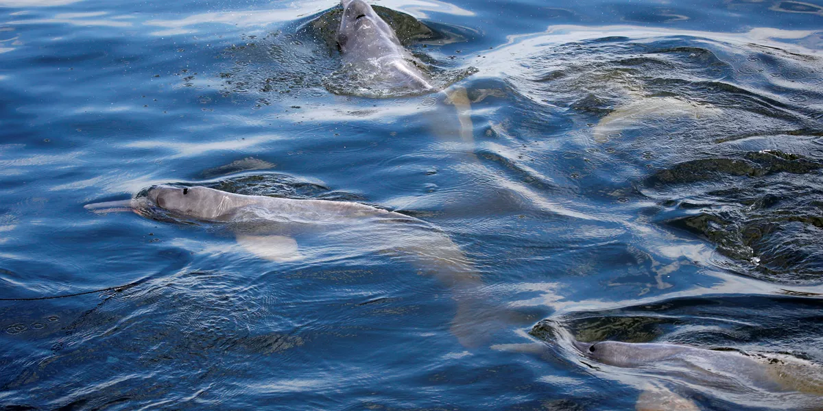 Pink River Dolphins swimming in water