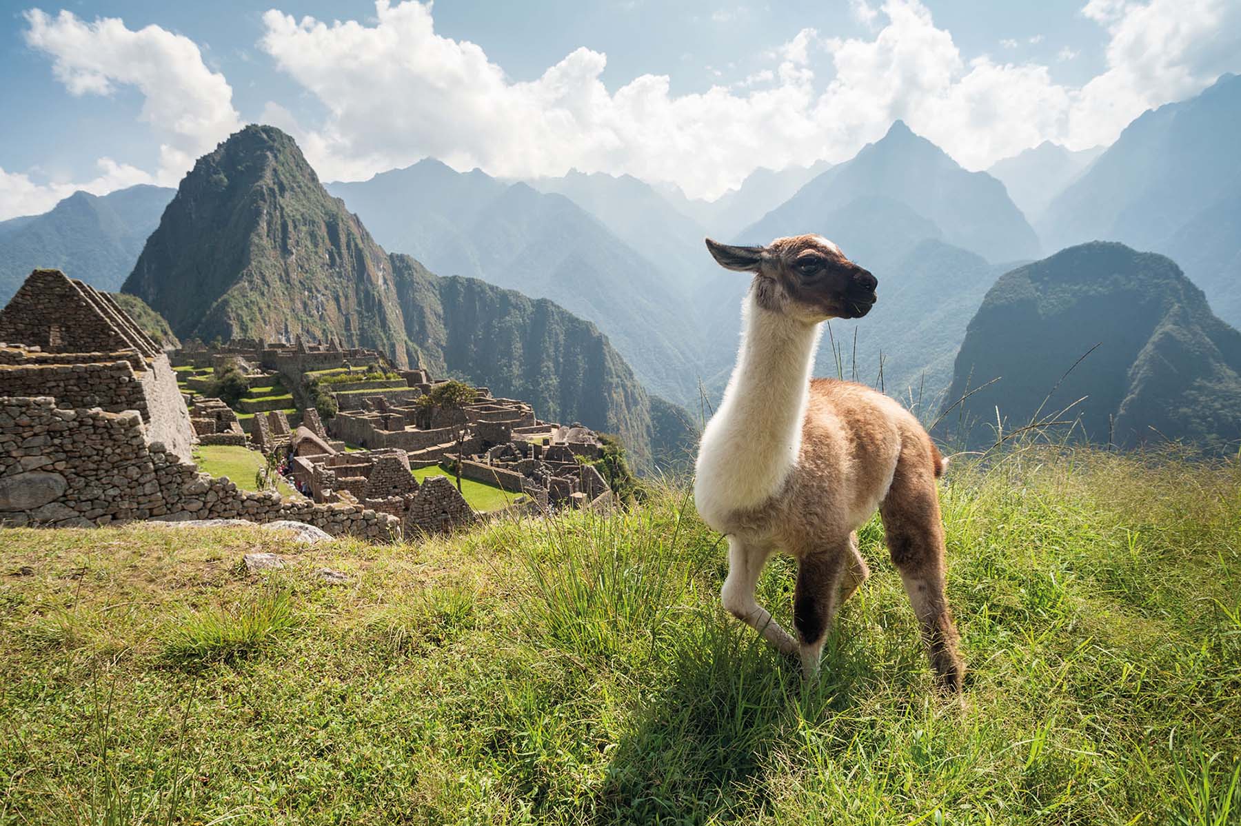 Llama in ancient city of Machu Picchu