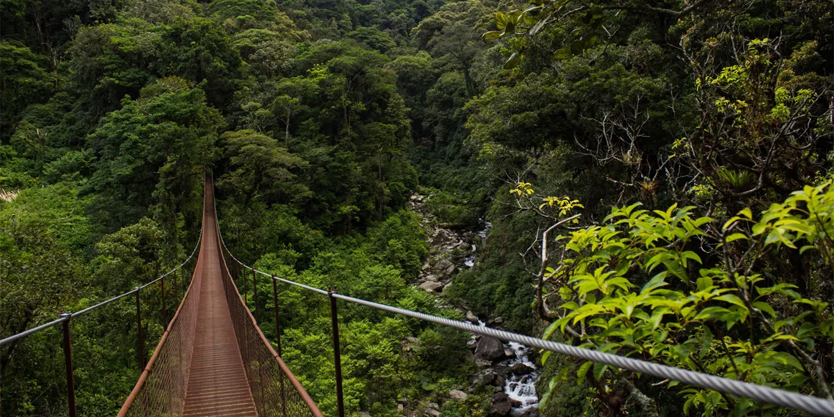 Panama Boquete From Supplier (1)