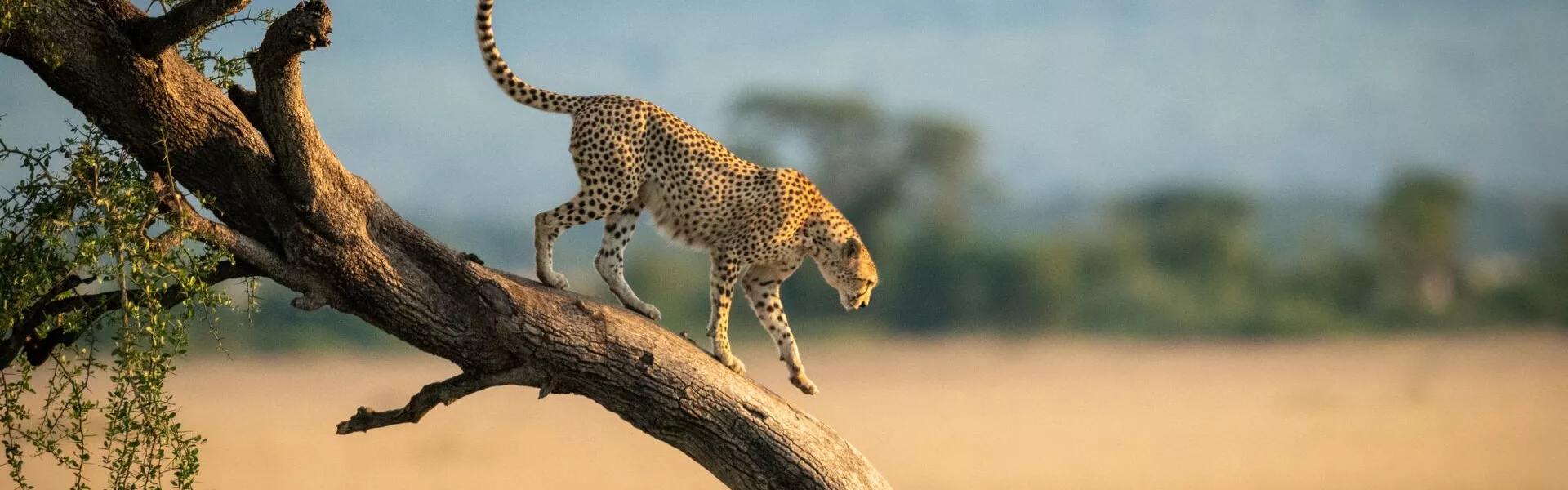 Cheetah Standing On Tree Trunk