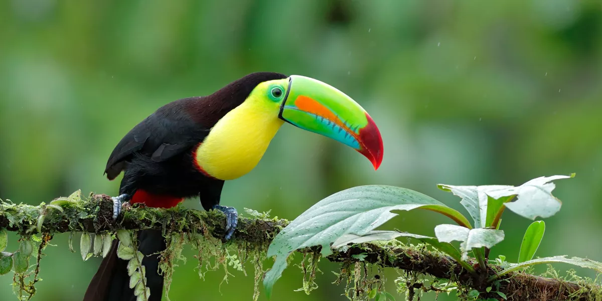 Keel Billed Toucan
