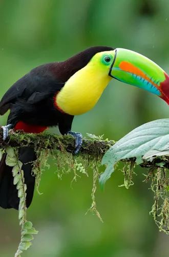 Keel Billed Toucan