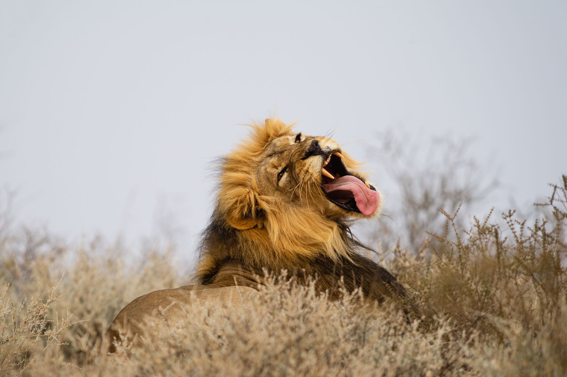 Lion Yawning While Lying On Grassy Field Against Sky