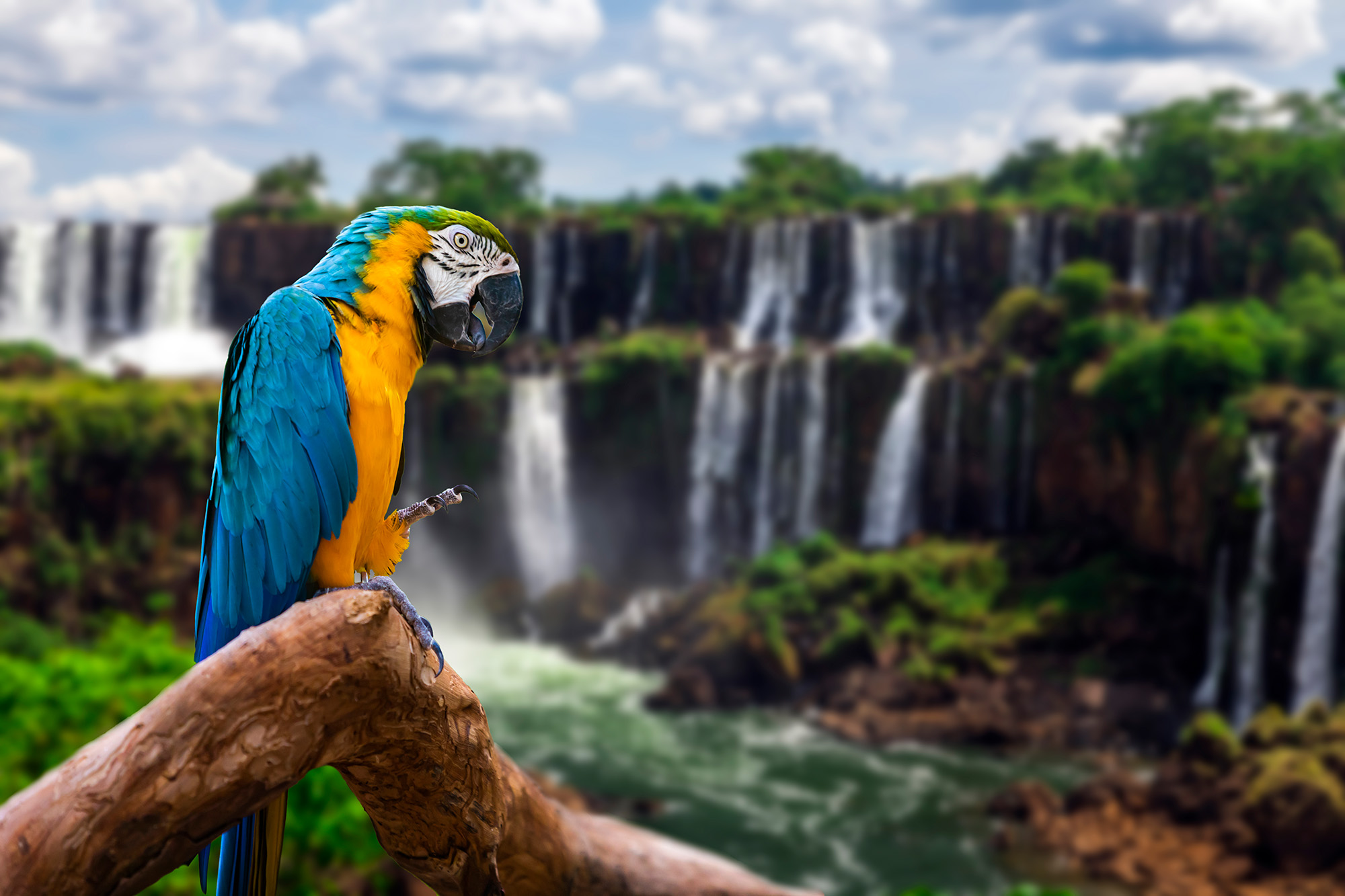 Bird in front of iguazu falls