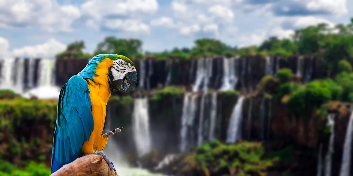 Bird in front of iguazu falls