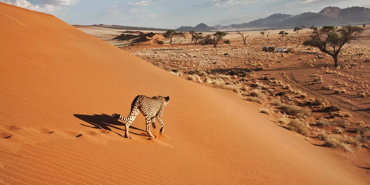 Namibia Cheetah (Acinonyx Jubatus) On Dune With Desert Landscape (1)