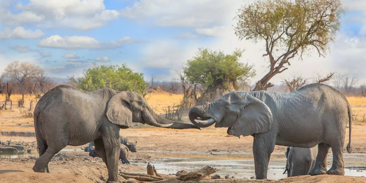 Zimbabwe Hwange National Park Elephants