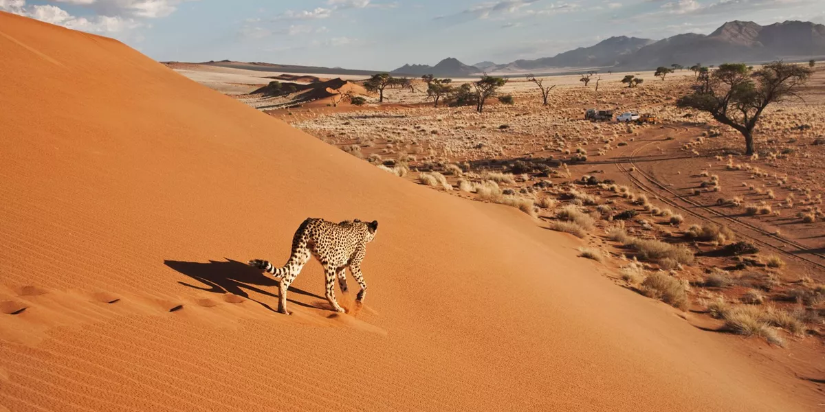Cheetah (Acinonyx Jubatus) On Dune With Desert Landscape