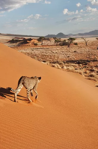 Cheetah (Acinonyx Jubatus) On Dune With Desert Landscape