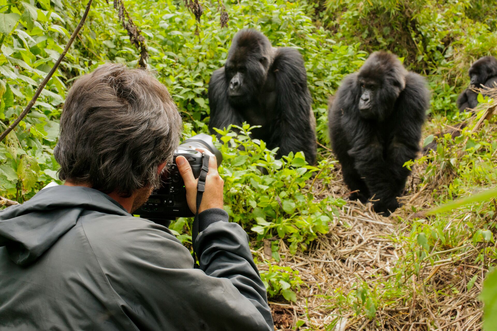 Photographer Taking Photos Of Silverback Mountain Gorilla