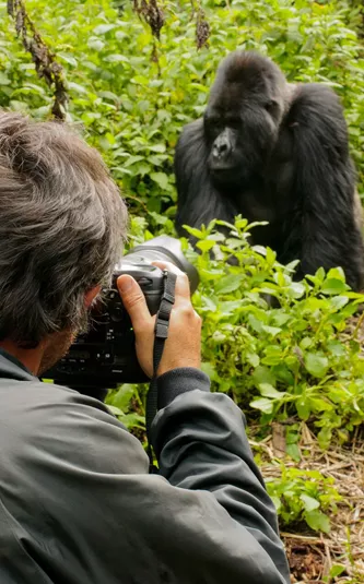 Photographer Taking Photos Of Silverback Mountain Gorilla