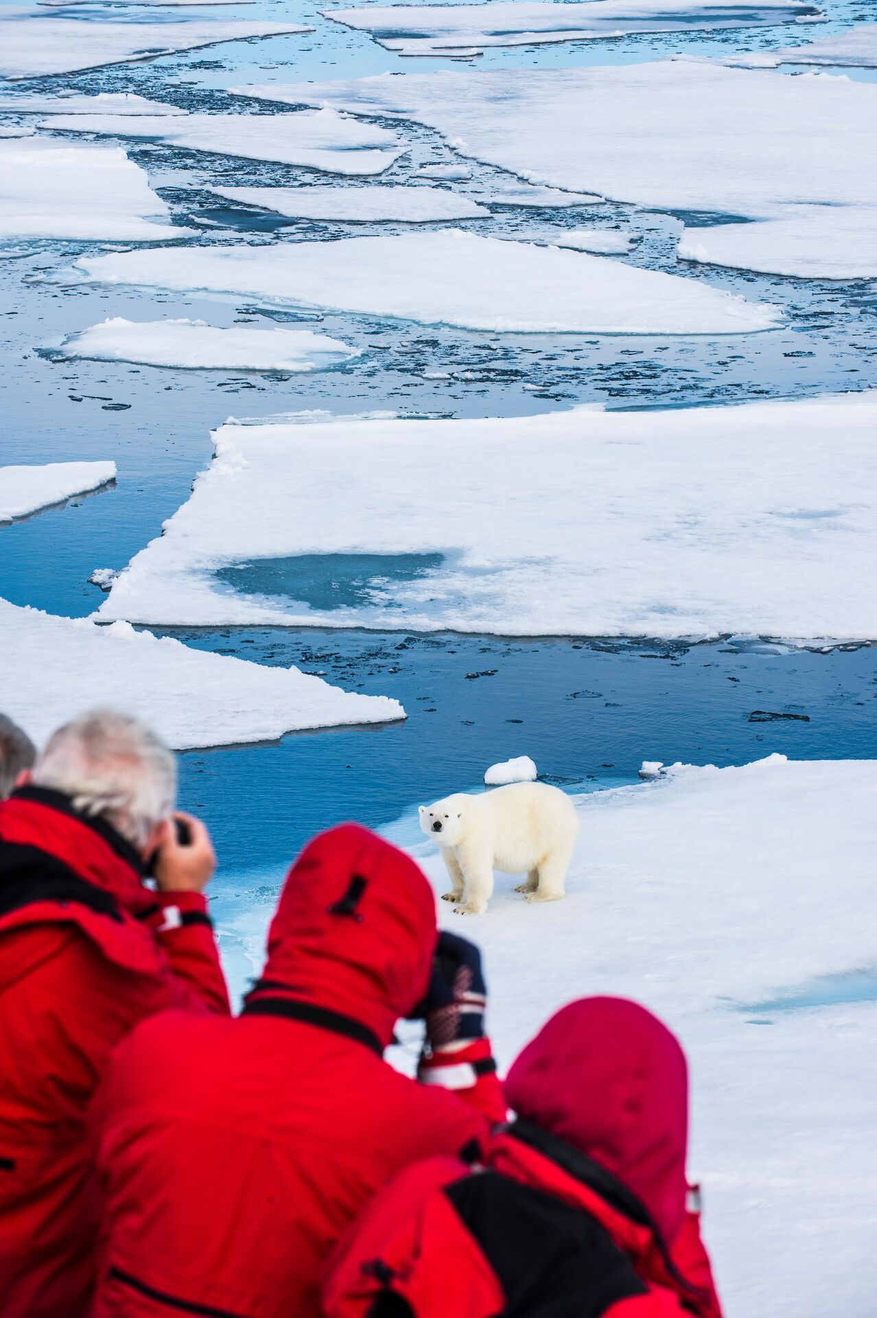 Polar Bear on ice With People Watching
