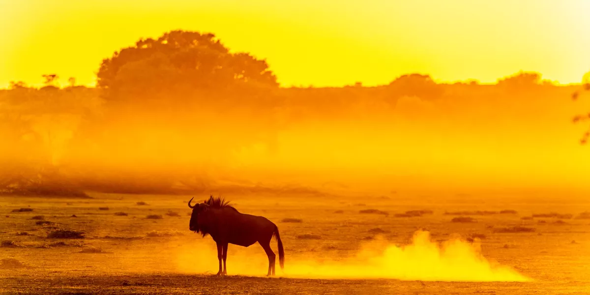 Wildebeest Standing In Dusty Dawn