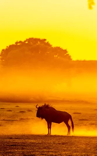 Wildebeest Standing In Dusty Dawn