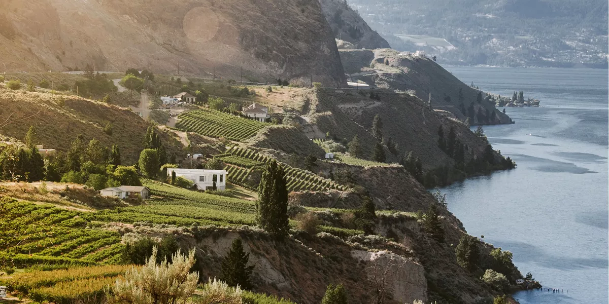 Vineyards along the coast
