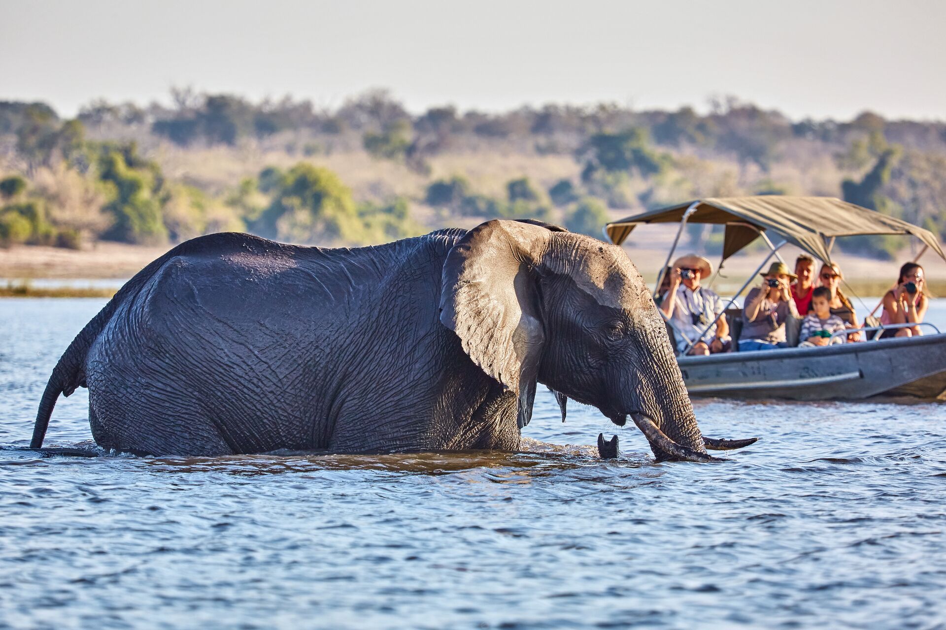 Tourists In Boat Cruise Viewing Elephant