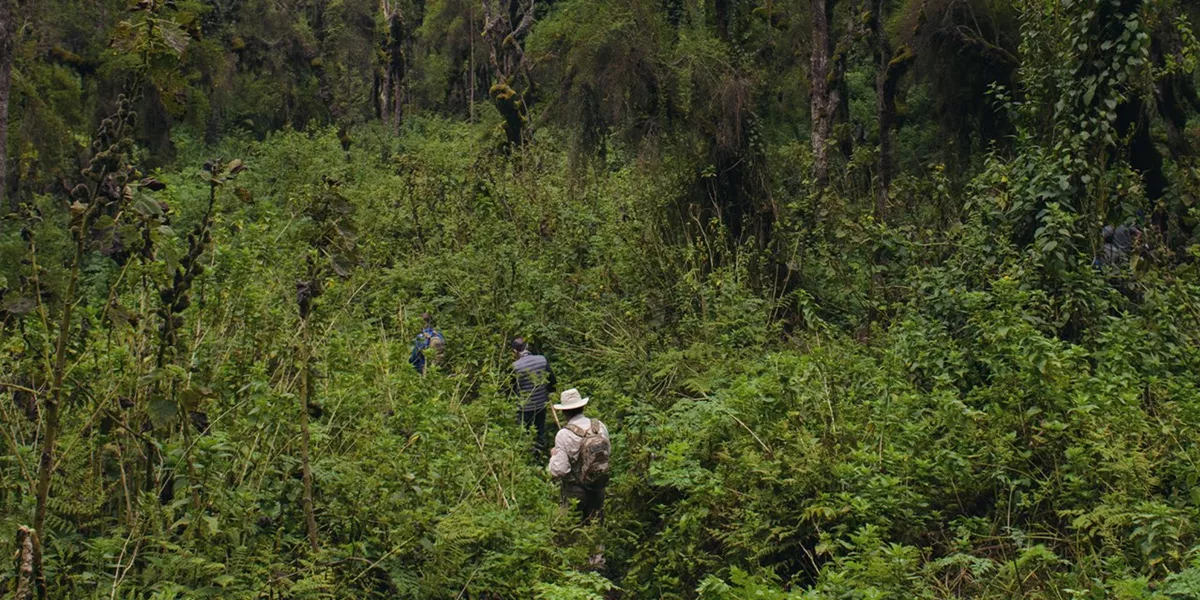 People trekking in Volcanoes National Park in Rwanda