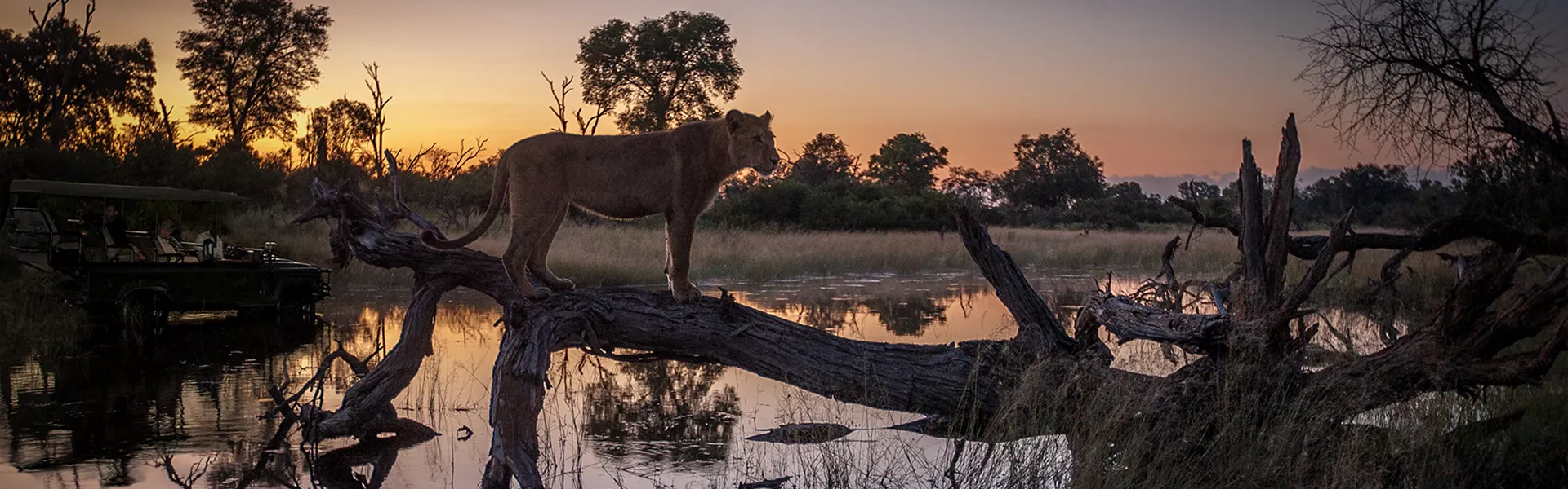 Lioness on a tree branch by the water at sunset