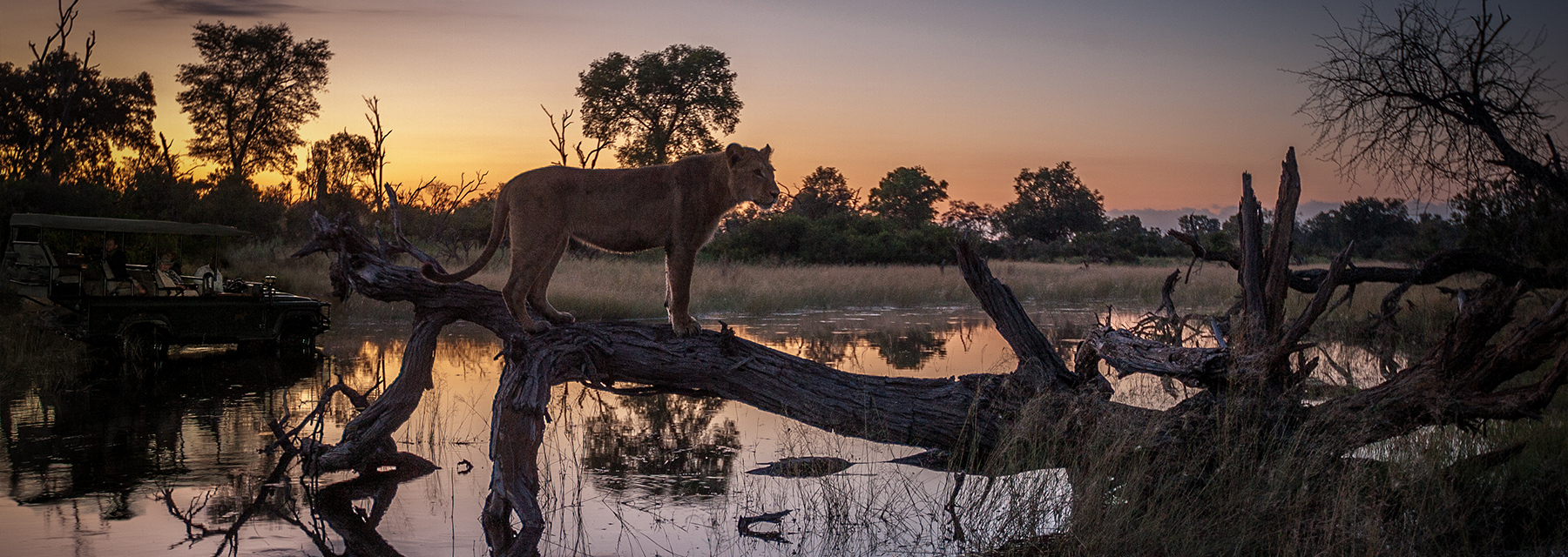 Lioness on a tree branch by the water at sunset