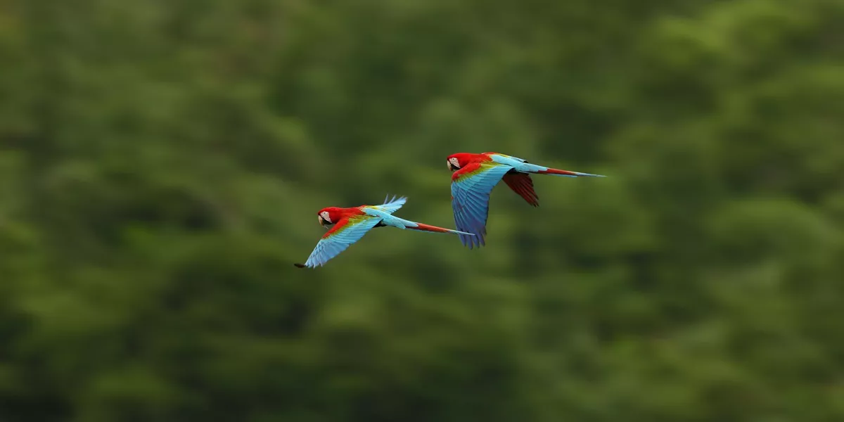 Macaw Parrots