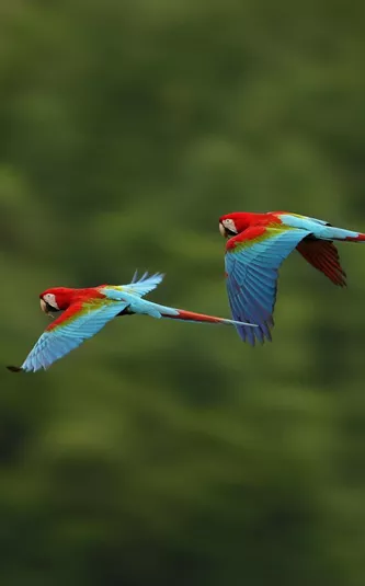 Macaw Parrots