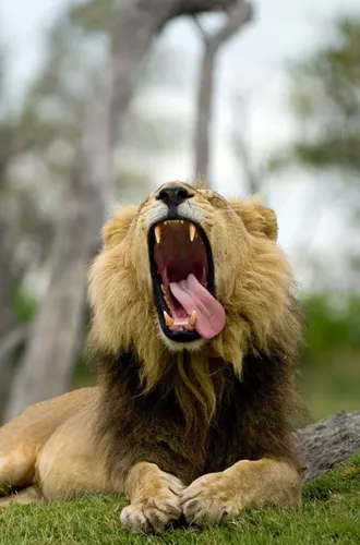 Lion (Panthera Leo) Yawning With Tongue Lolling To One Side