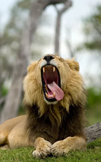 Lion (Panthera Leo) Yawning With Tongue Lolling To One Side