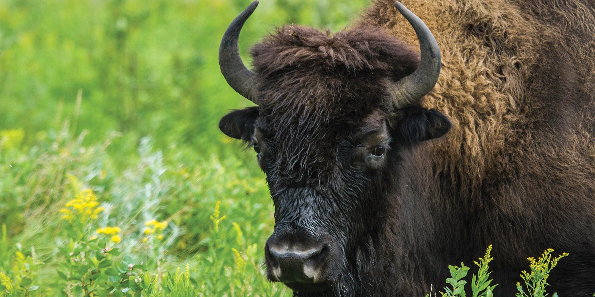 American bison