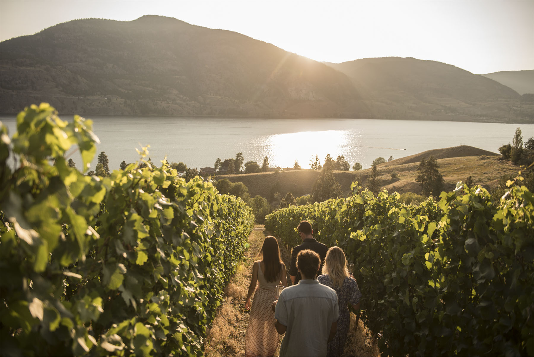 People walking amongst vineyard