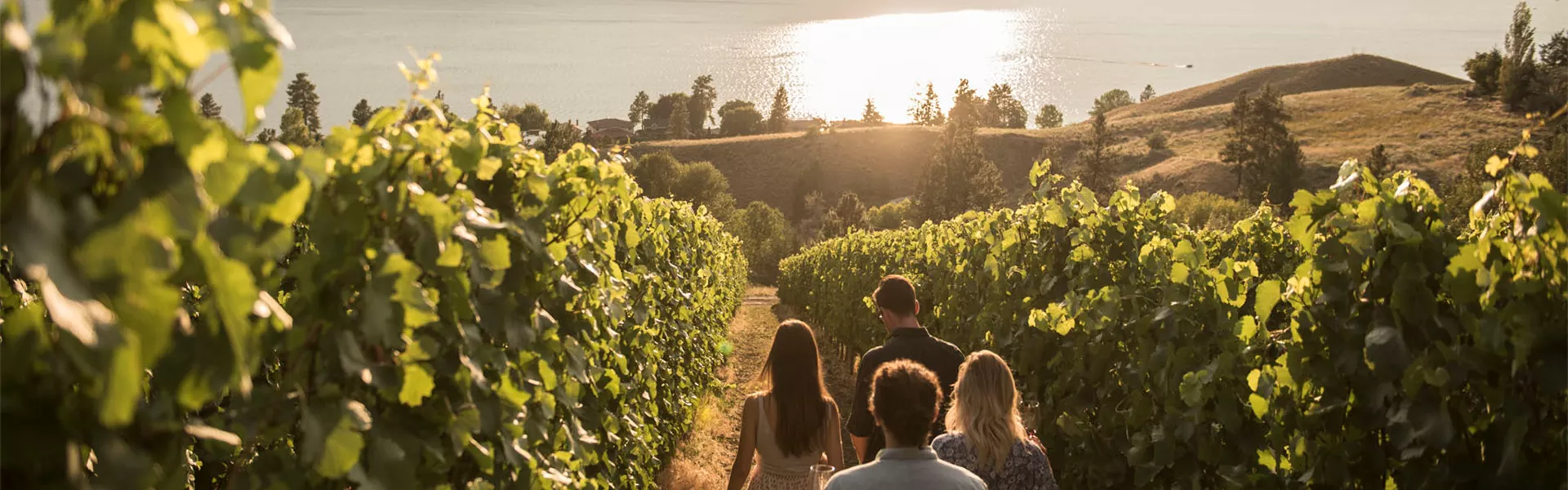 People walking amongst vineyard
