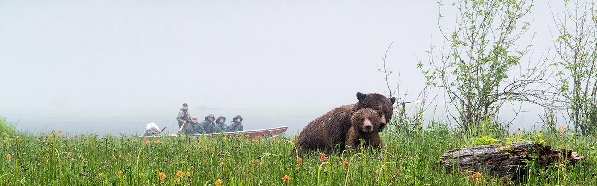 People seeking out bears in the wild