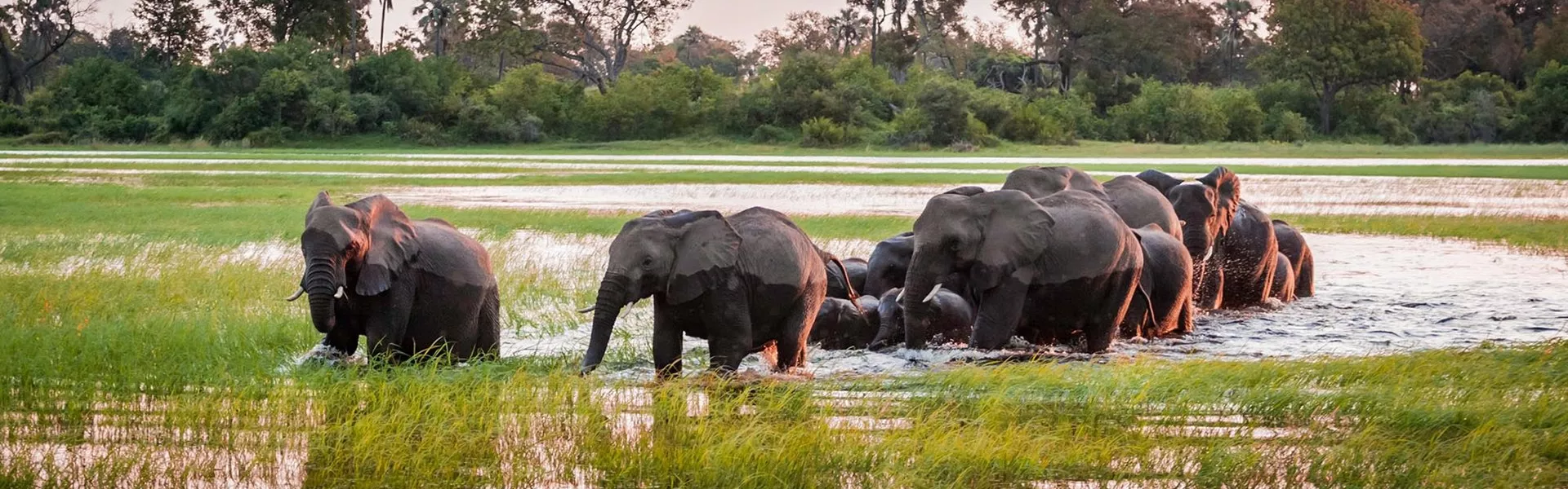 A herd of elephants standing in a body of water among greenery