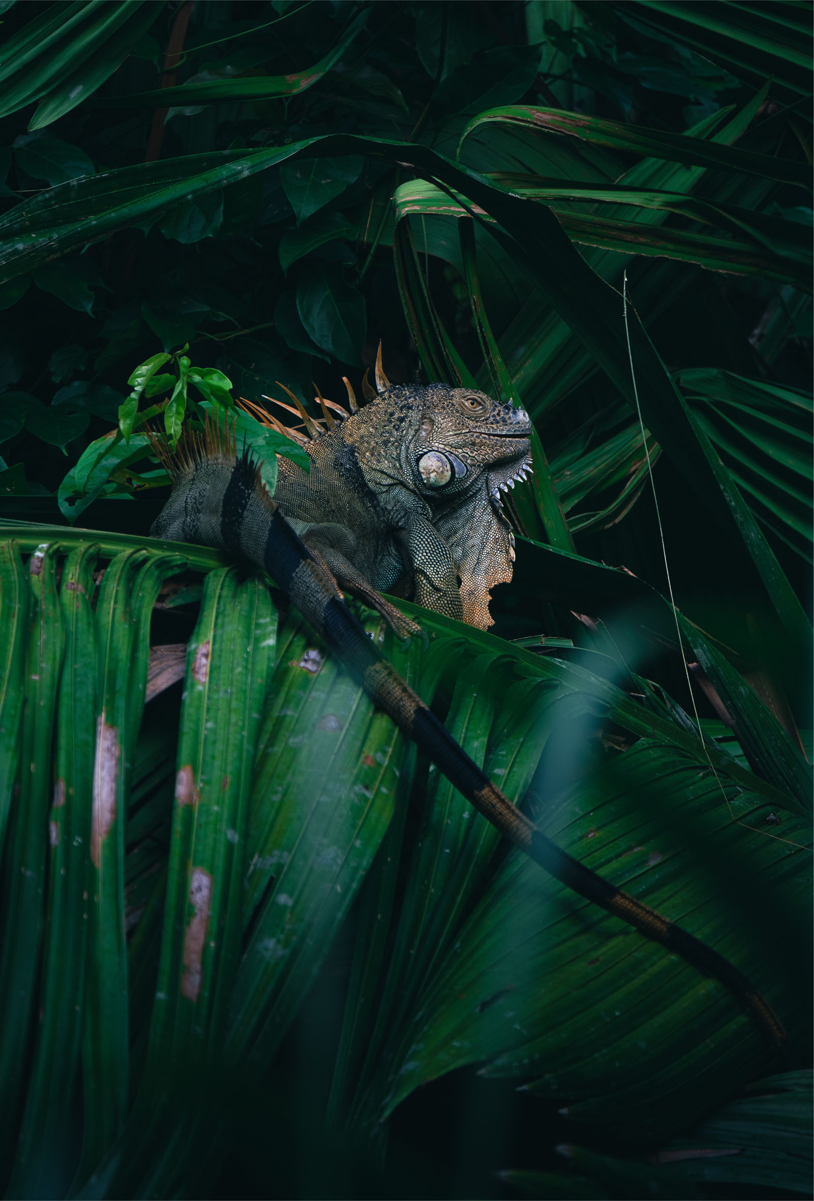 Green iguana amongst leaves