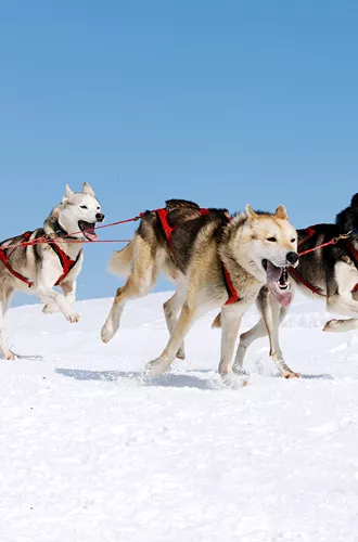 USA Alaska Itidarod Dogs
