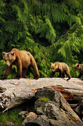 one adult bear and two baby bears walking over a log in the forest