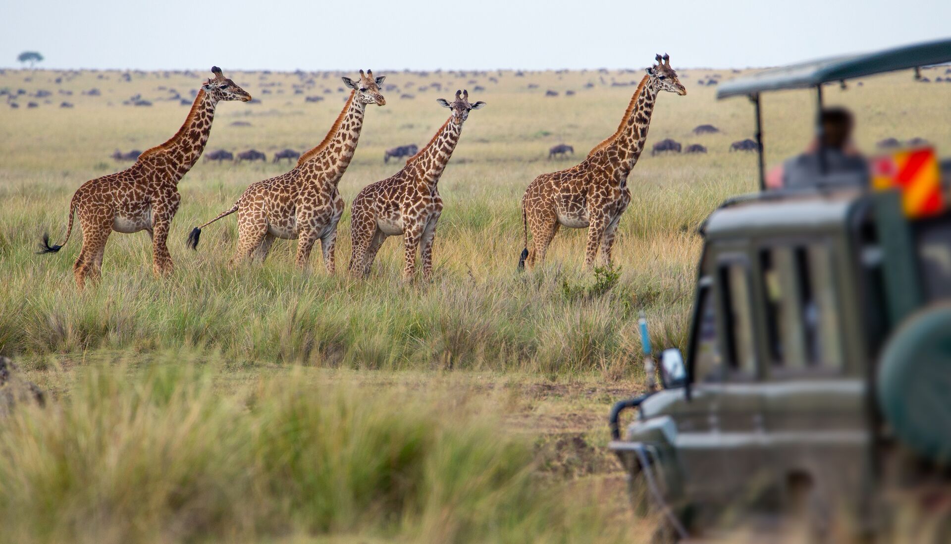 Giraffe Family in front of a safari vehicle