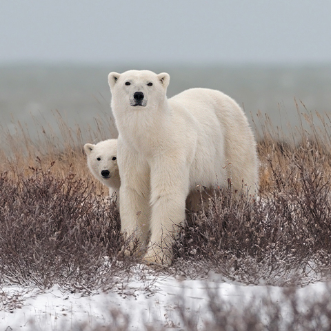 Canada Manitoba Hudson Bay Polar Bears 480X480