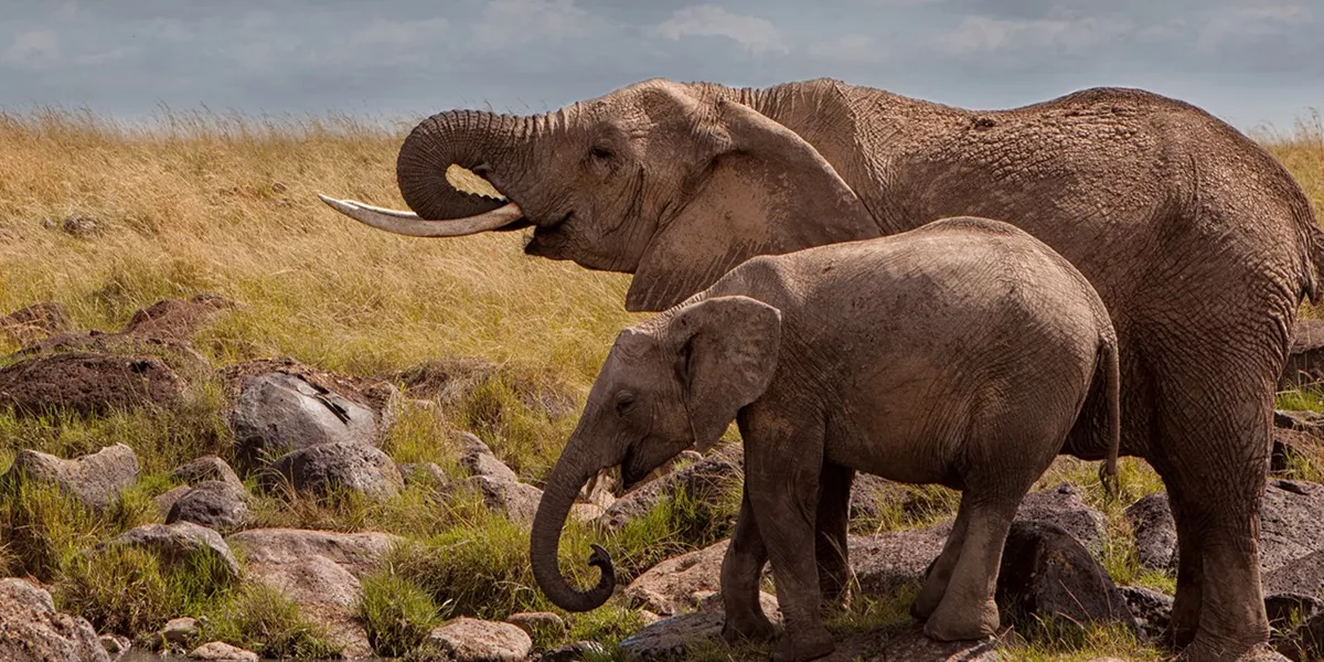Kenya Masai Mara Elephants At Waterhole