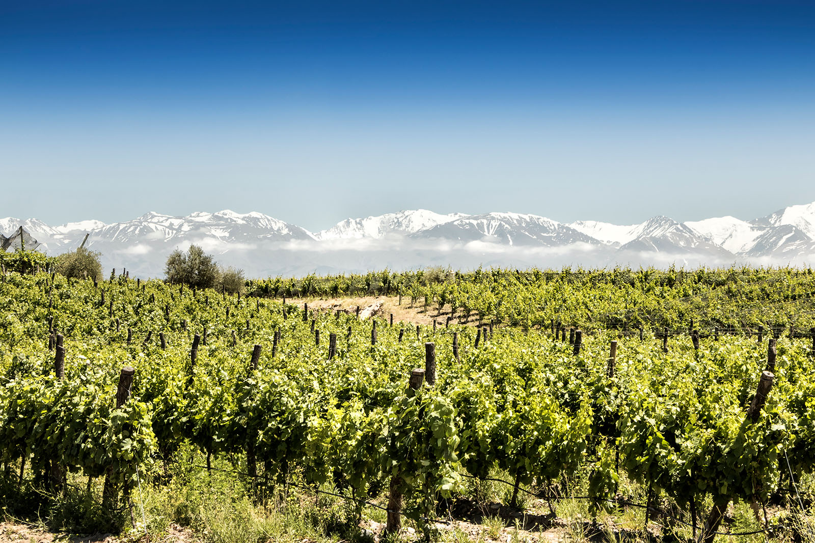 Beautiful South American Vineyard