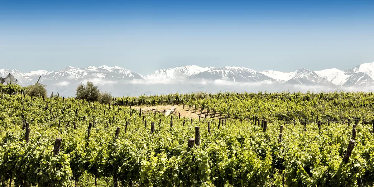 Beautiful South American Vineyard