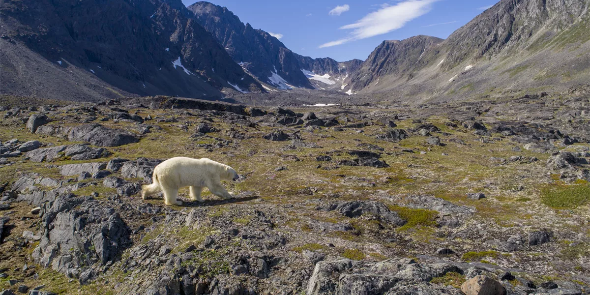 Polar Bear In Alpine Valley