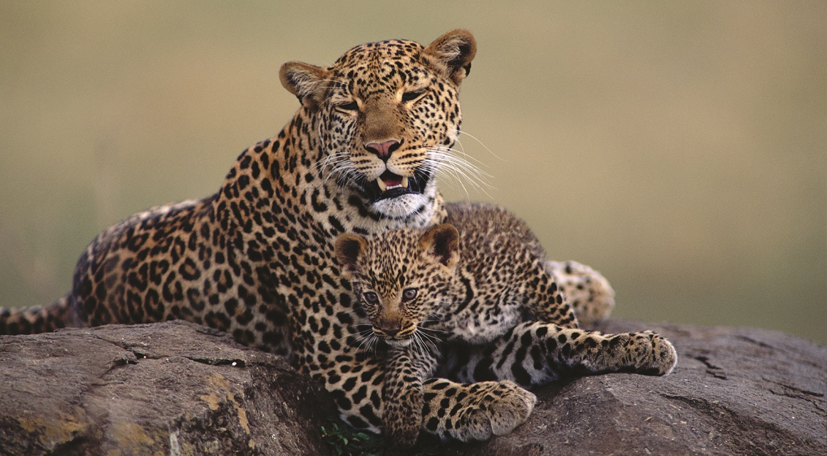 A Leopardess and her cub on a rock