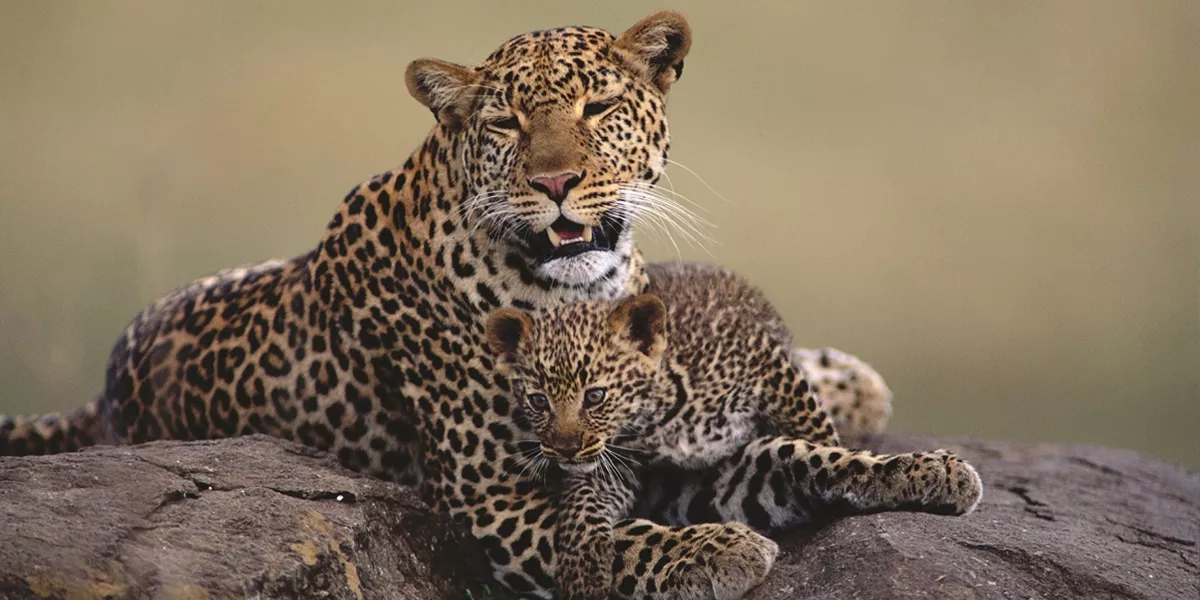A Leopardess and her cub on a rock