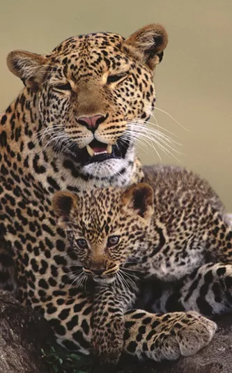 A Leopardess and her cub on a rock