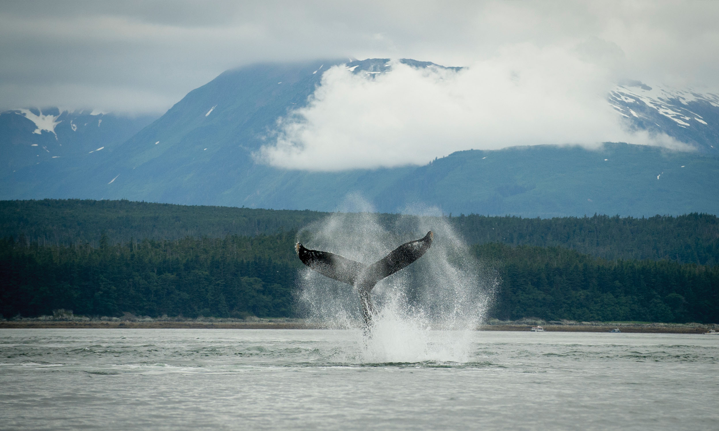 USA Alaska Insidepassage Whale